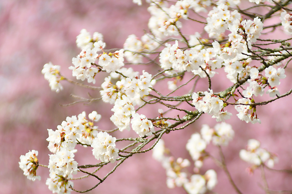 撮影について画像１