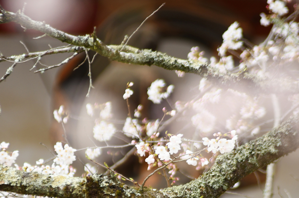 撮影について画像１