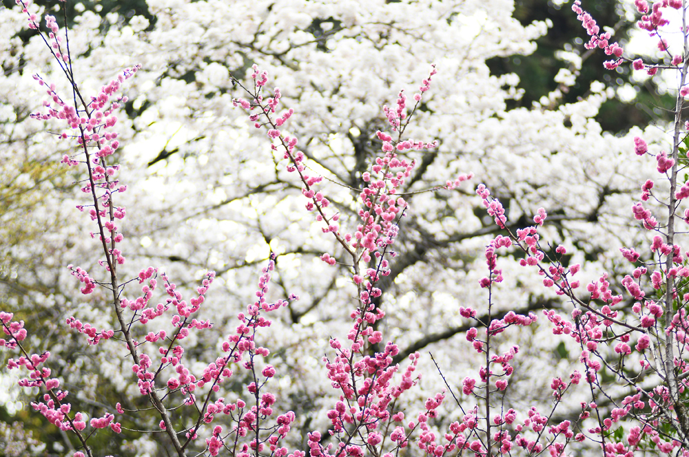 撮影について画像１