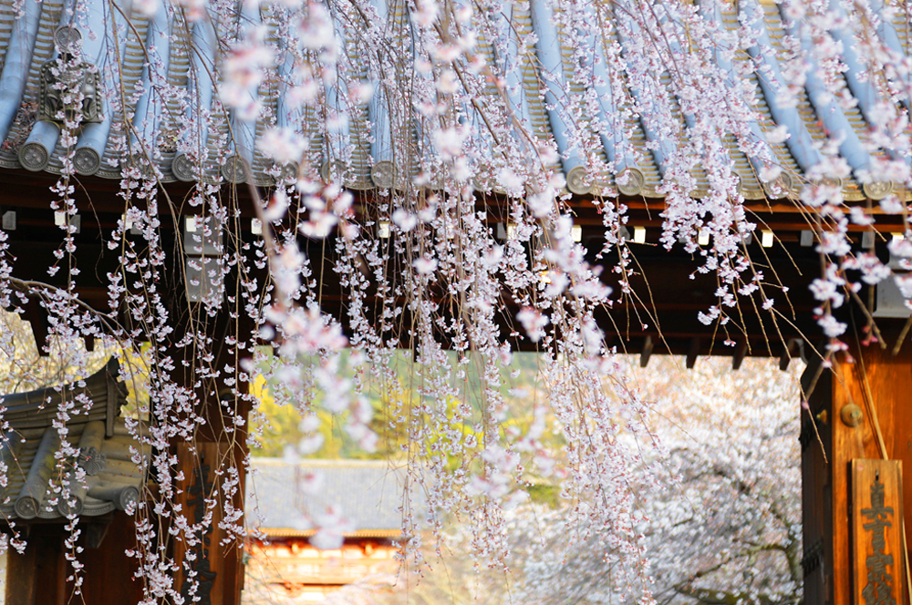 醍醐寺の桜